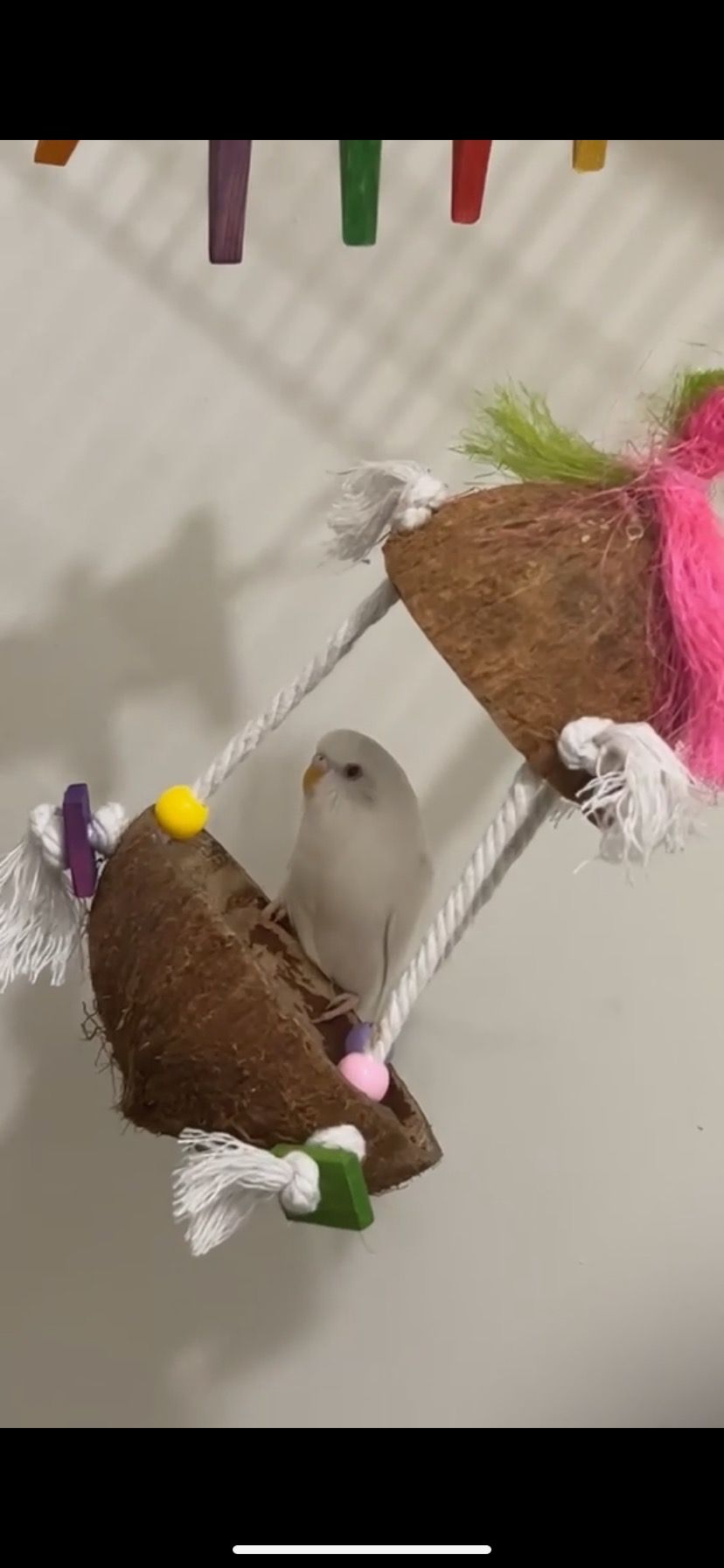 A small bird is sitting on a swing.