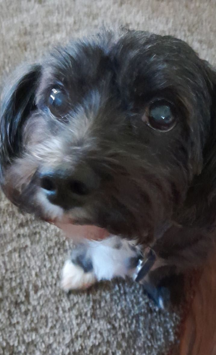 A small black and white dog is sitting on a carpet and looking up at the camera.