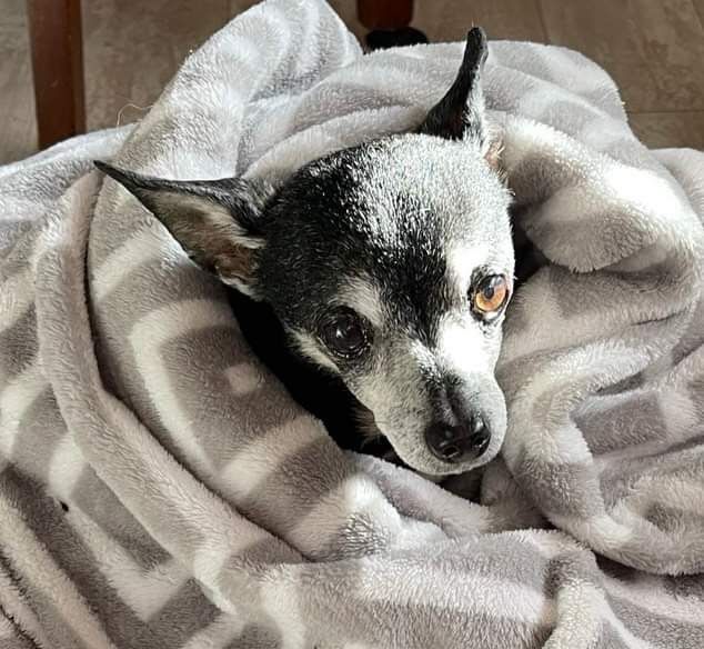 A small black and white dog wrapped in a blanket