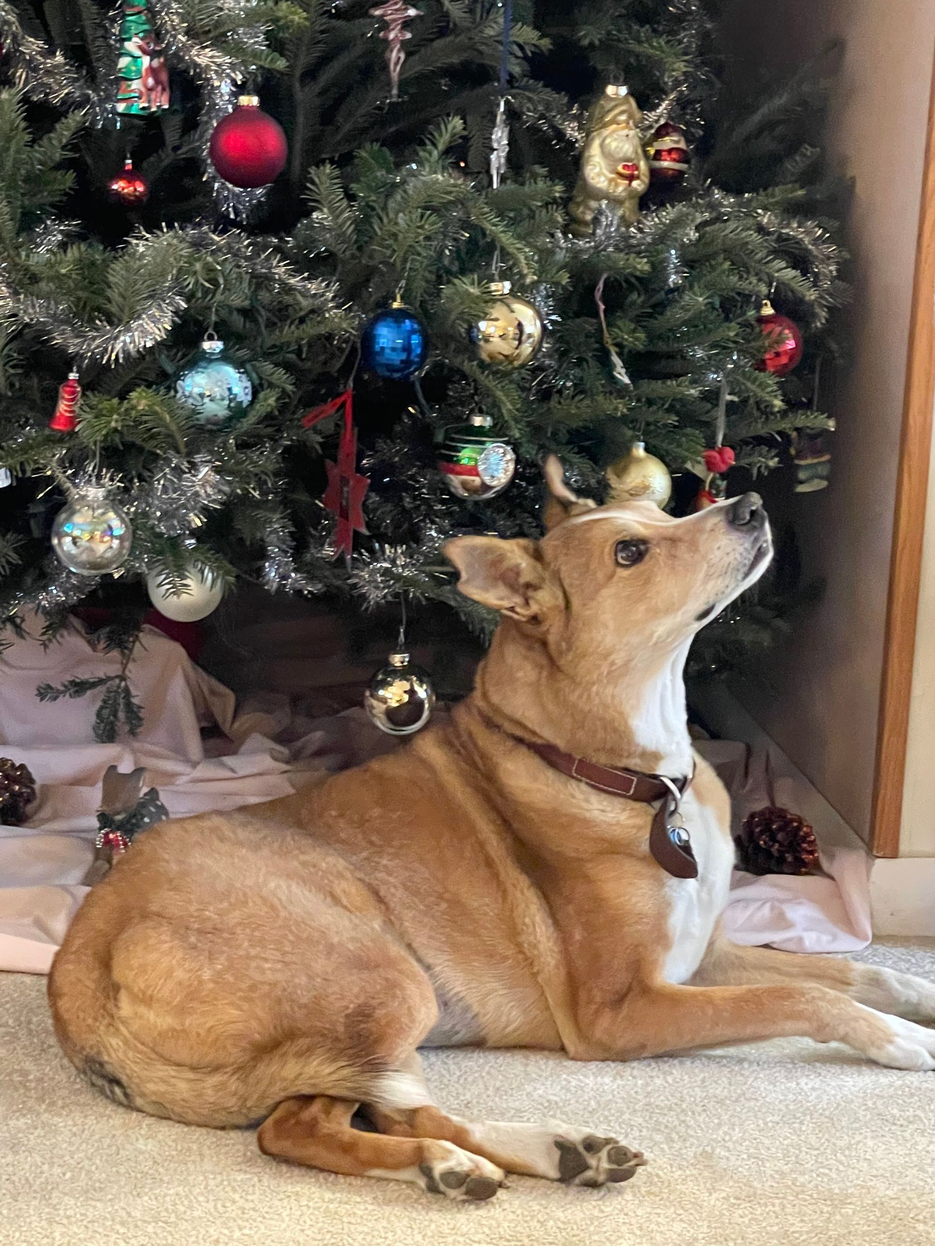 A dog is laying on the floor in front of a christmas tree.