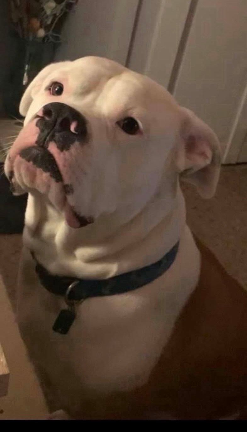 A white dog with a black collar is looking up at the camera.
