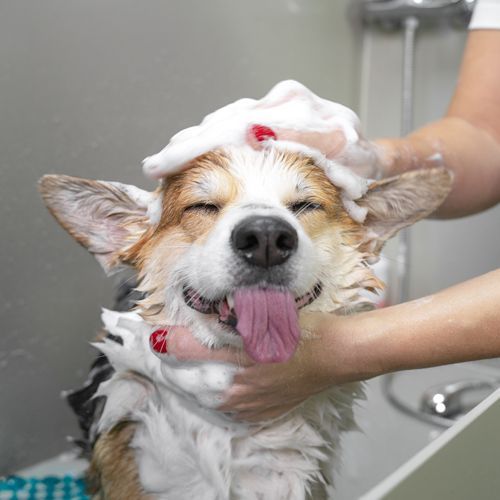 A Happy Dog Taking a Bath