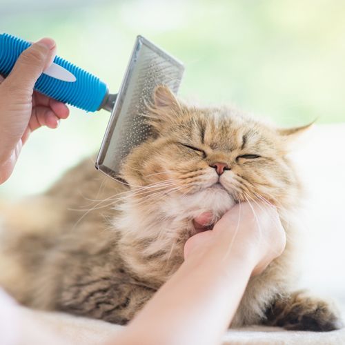 Professional Pet Groomer Brushing a Cat's Fur