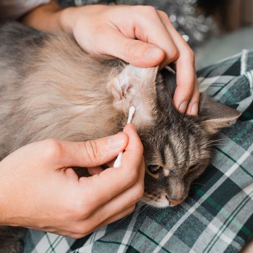 Professional Groomer Cleaning Cat's Ear