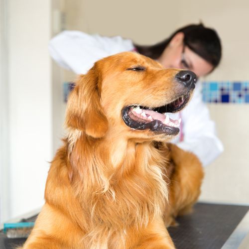 Professional Vet Checking Dog's Anal Gland