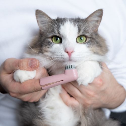 Professional Groomer With a Cat Ready for Teeth Brushing