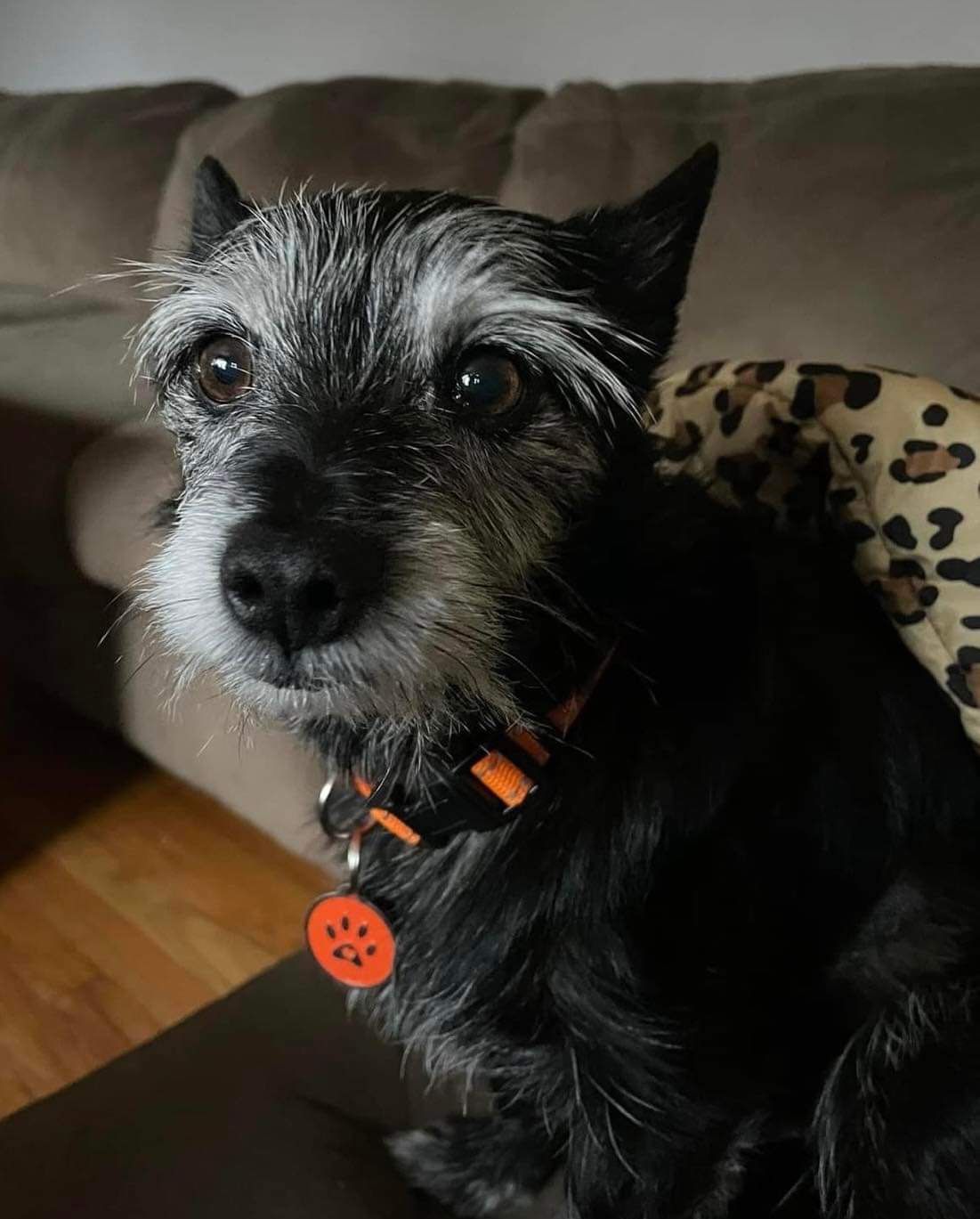 A small dog wearing an orange collar is sitting on a couch.