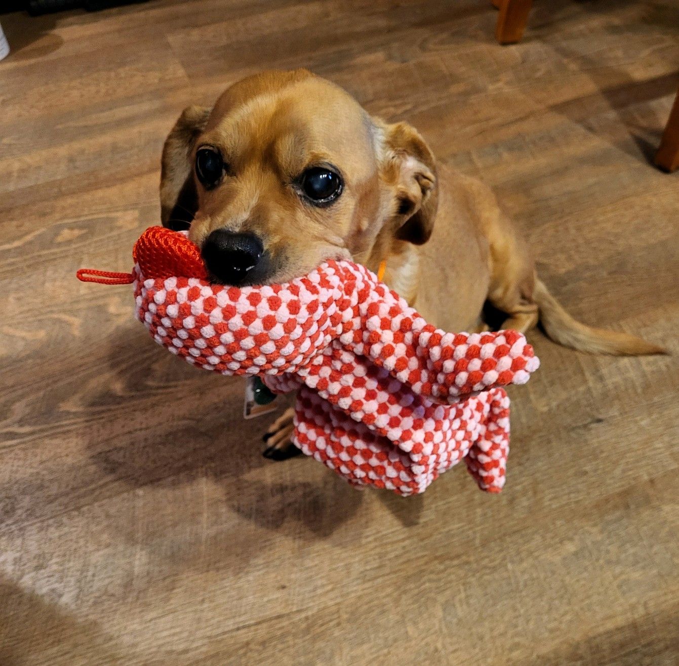 A dog is holding a stuffed animal in its mouth.