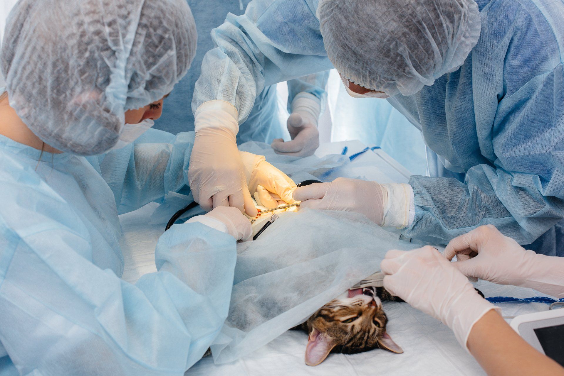 A group of surgeons are performing surgery on a cat.