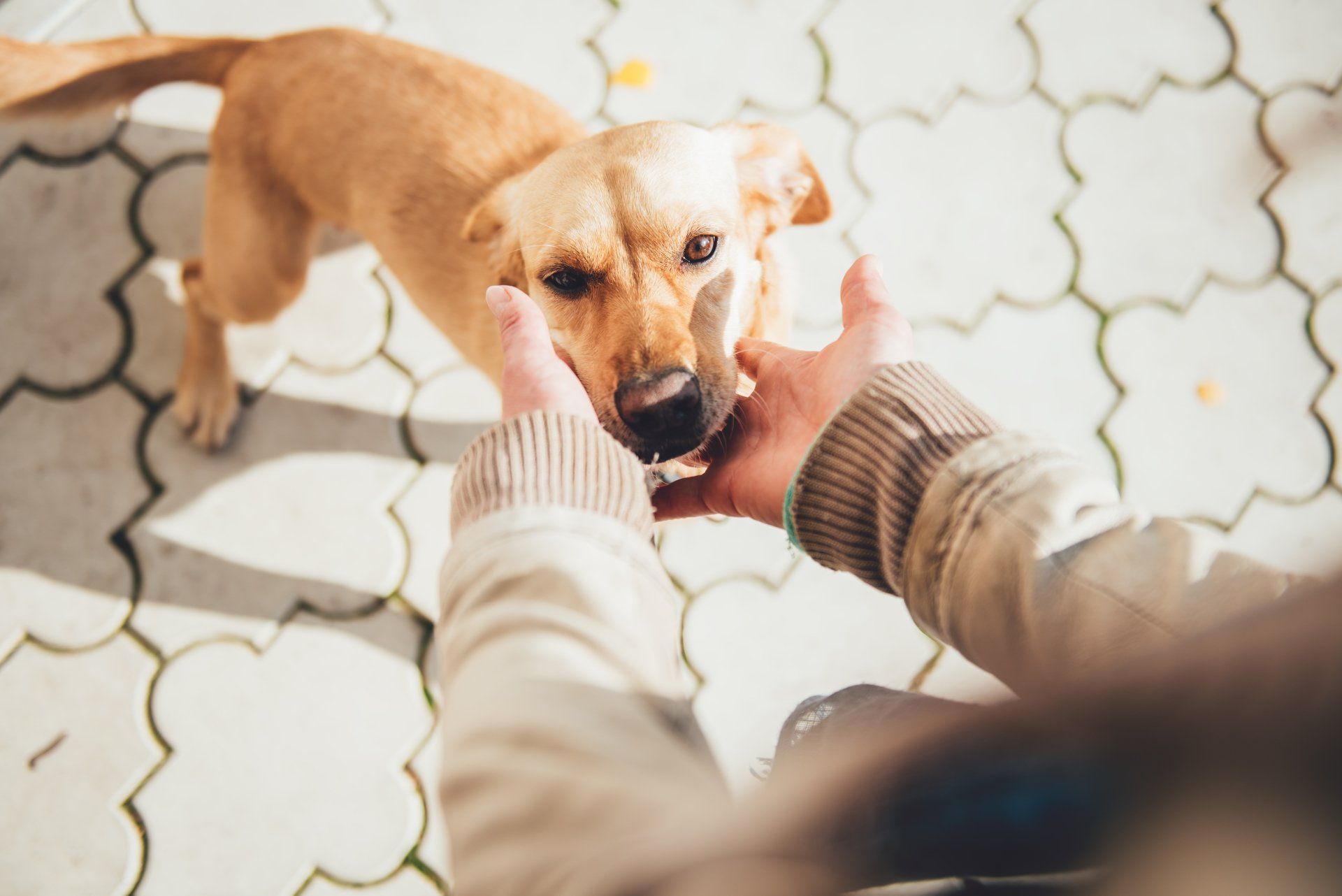 A person is feeding a dog with their hand.