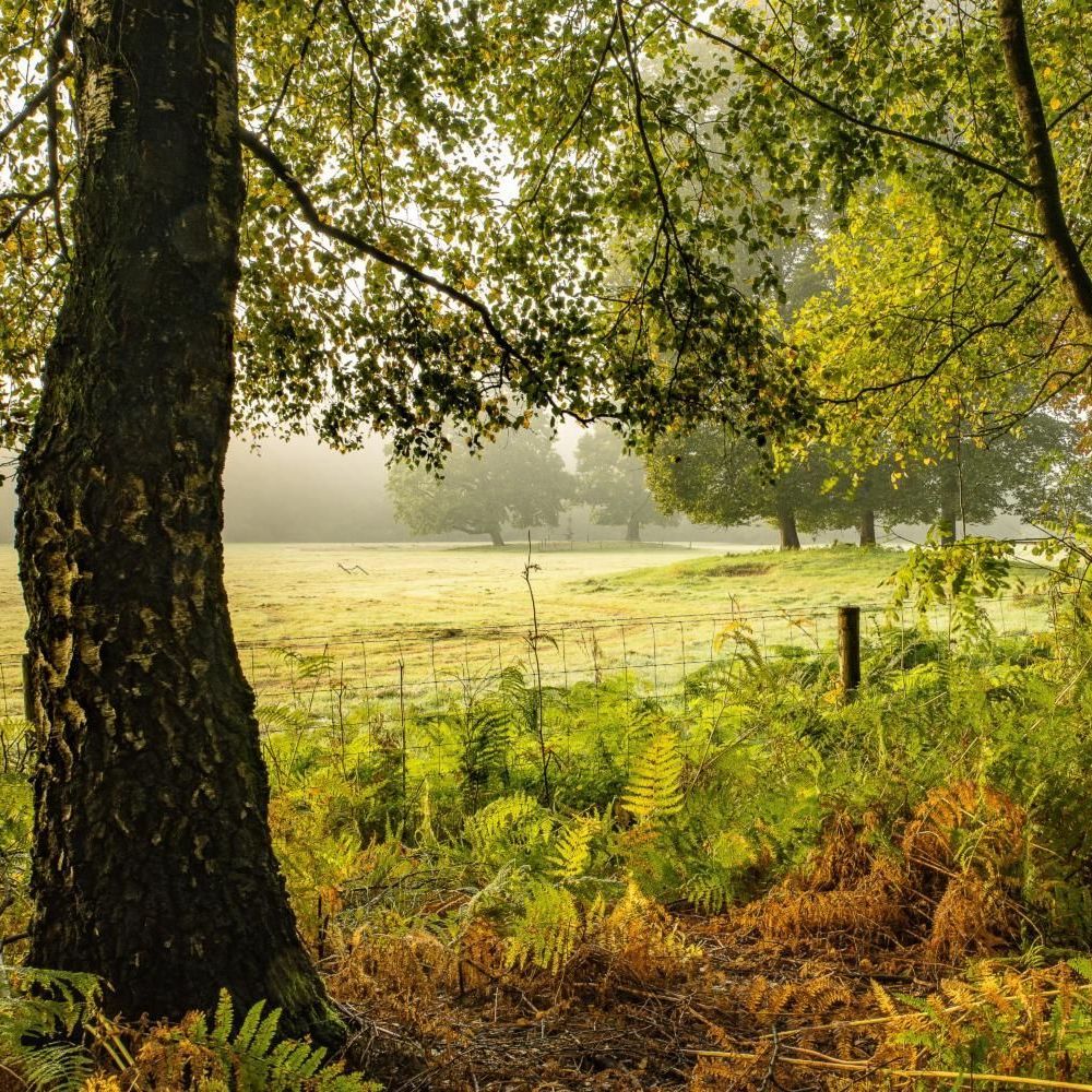 A tree in the middle of a field with a fence in the background