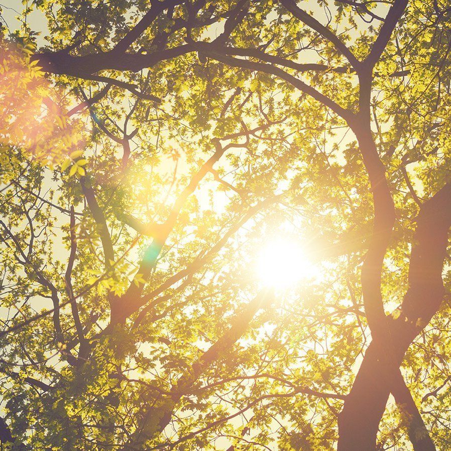 The sun is shining through the branches of a tree