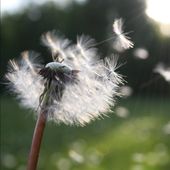 A close up of a dandelion with seeds blowing in the wind