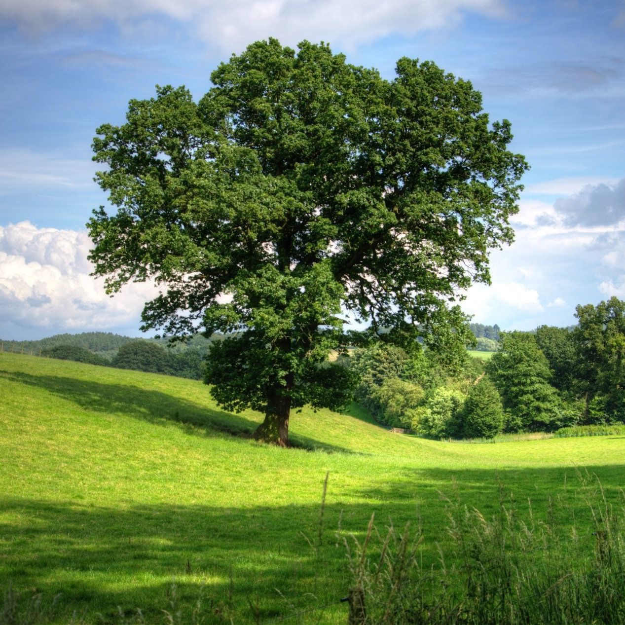 A tree in the middle of a grassy field