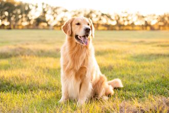 A golden retriever sits in a sunlit, grassy field, looking to the side with its mouth open and tongue out.