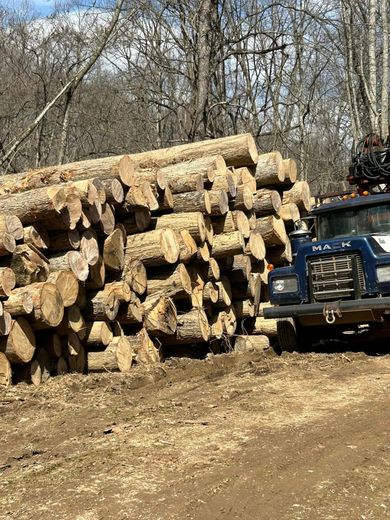 Logs stacked next to a blue truck in a muddy area with trees in the background.