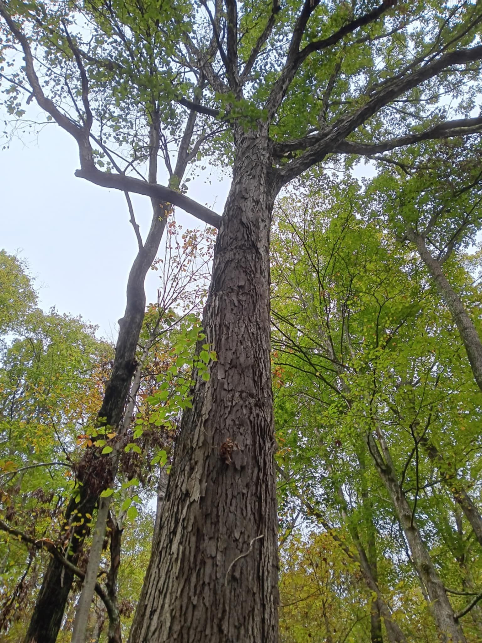 Tall tree with gray bark reaching up; green leaves and blue sky visible.