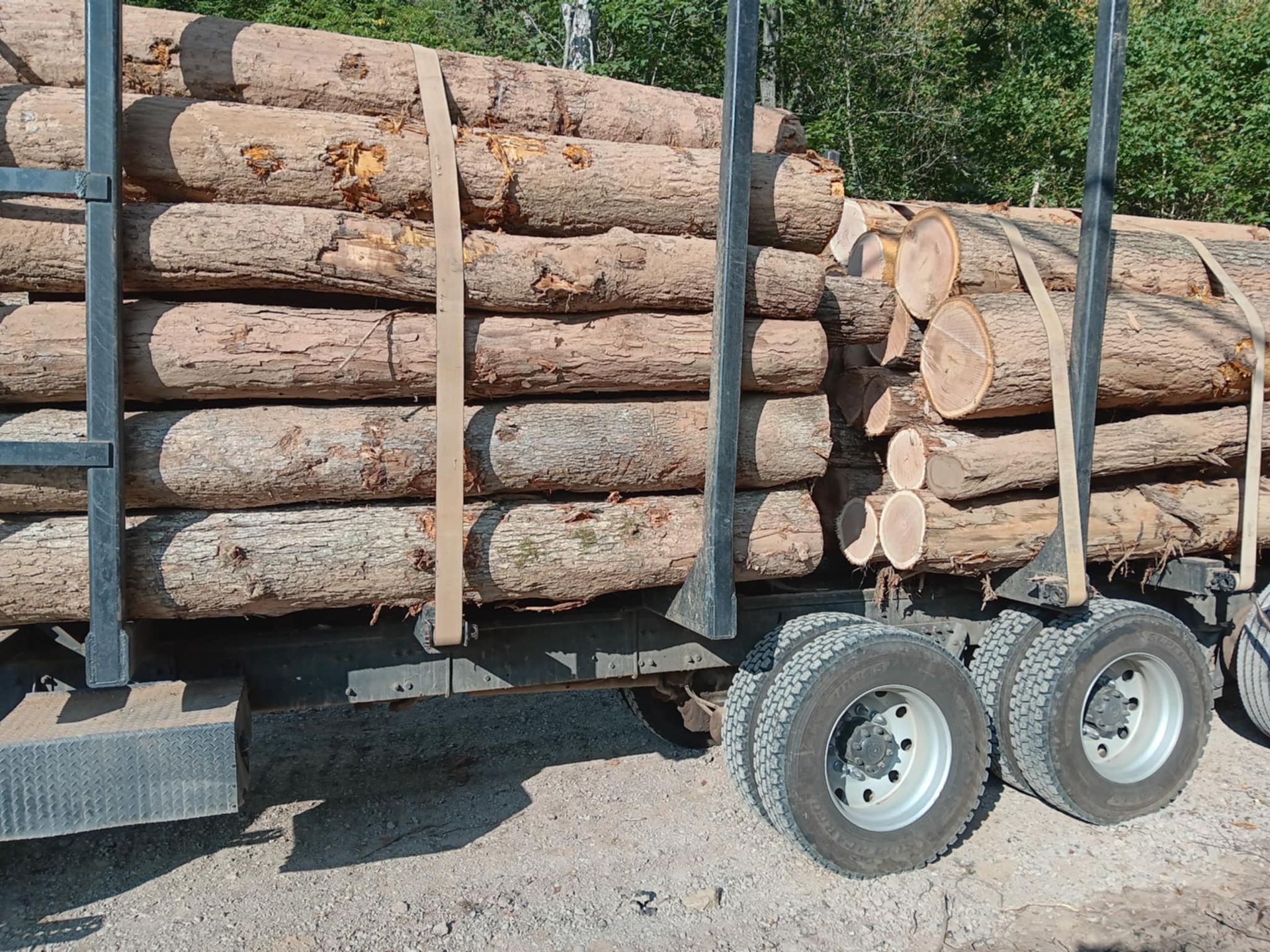 Log-laden truck on a gravel road, transporting freshly cut timber.