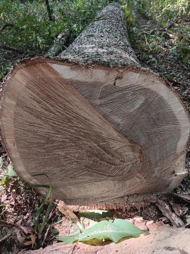 Cut tree trunk with visible growth rings in a forest setting.