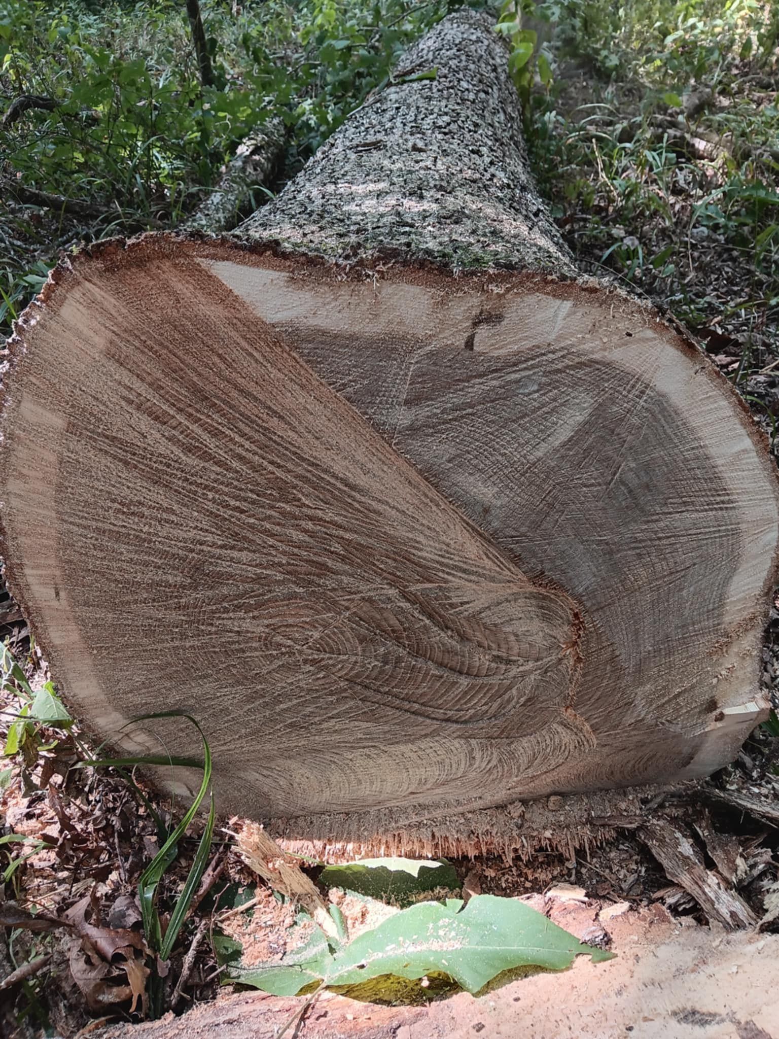 Cut tree trunk on forest floor, showing wood grain and fresh saw marks.