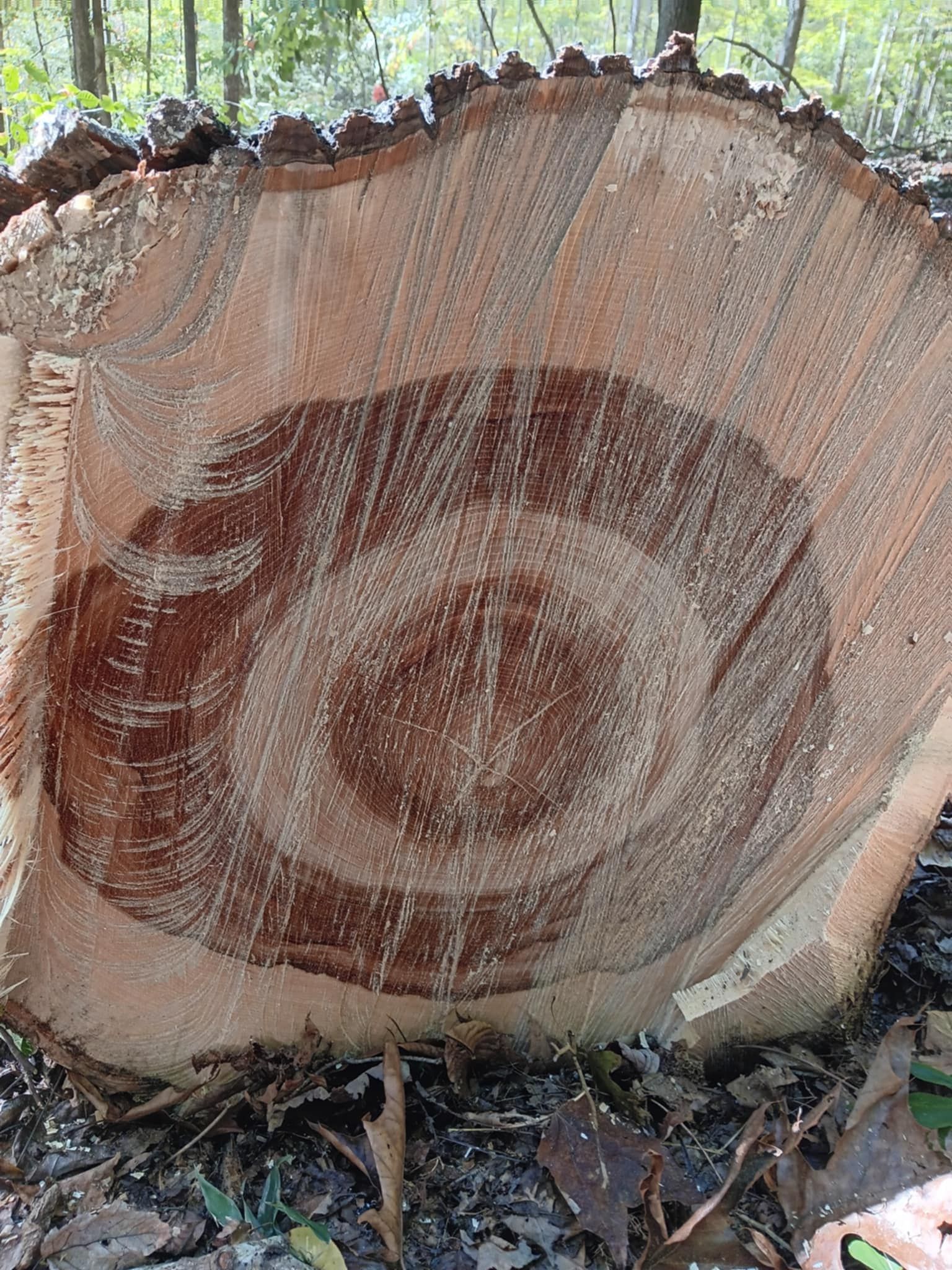 Cross-section of a tree trunk, showing concentric growth rings, primarily light brown with a darker central core.