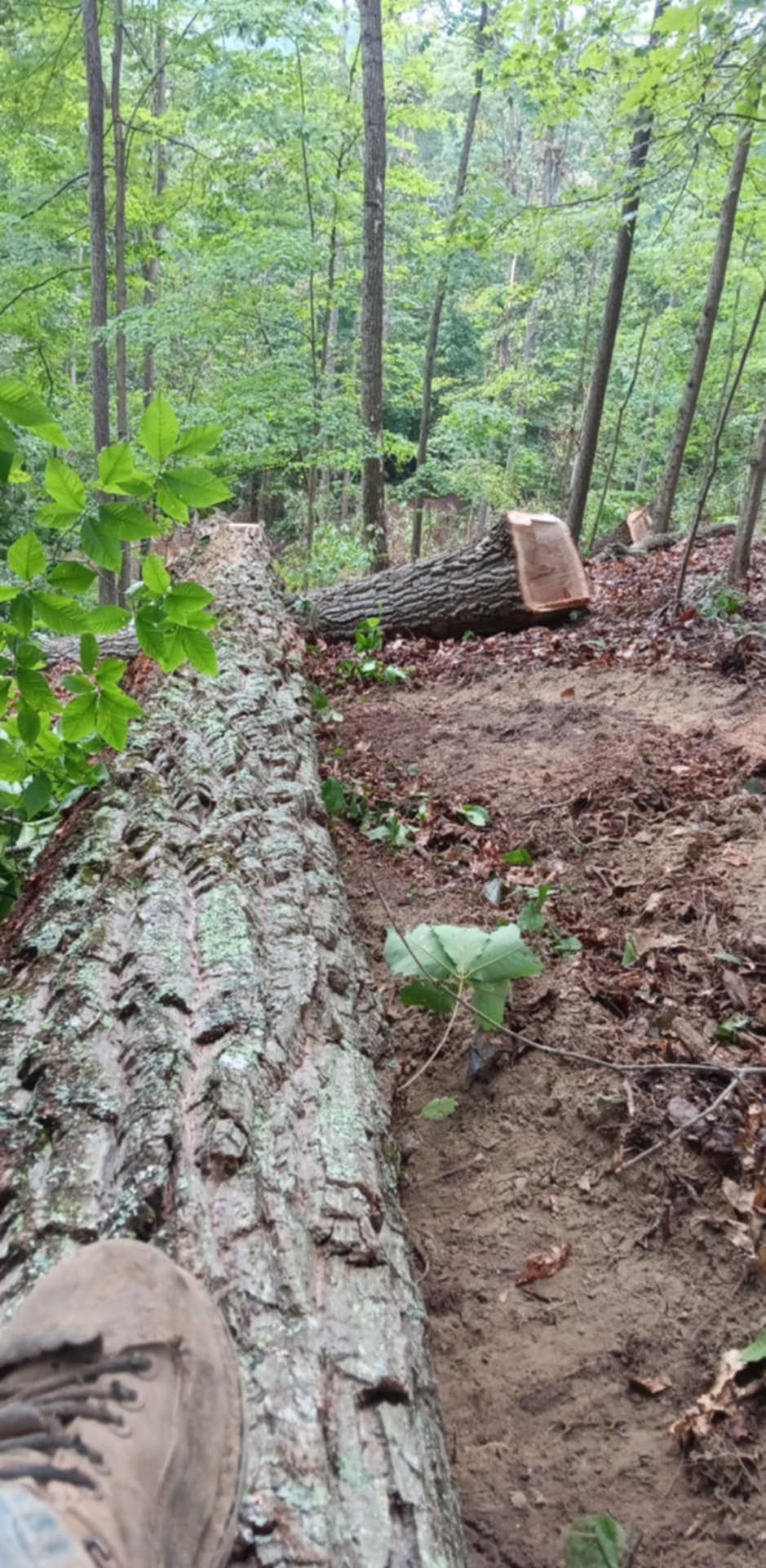 A fallen tree trunk lying in a forest clearing, with other cut logs nearby and lush green trees.