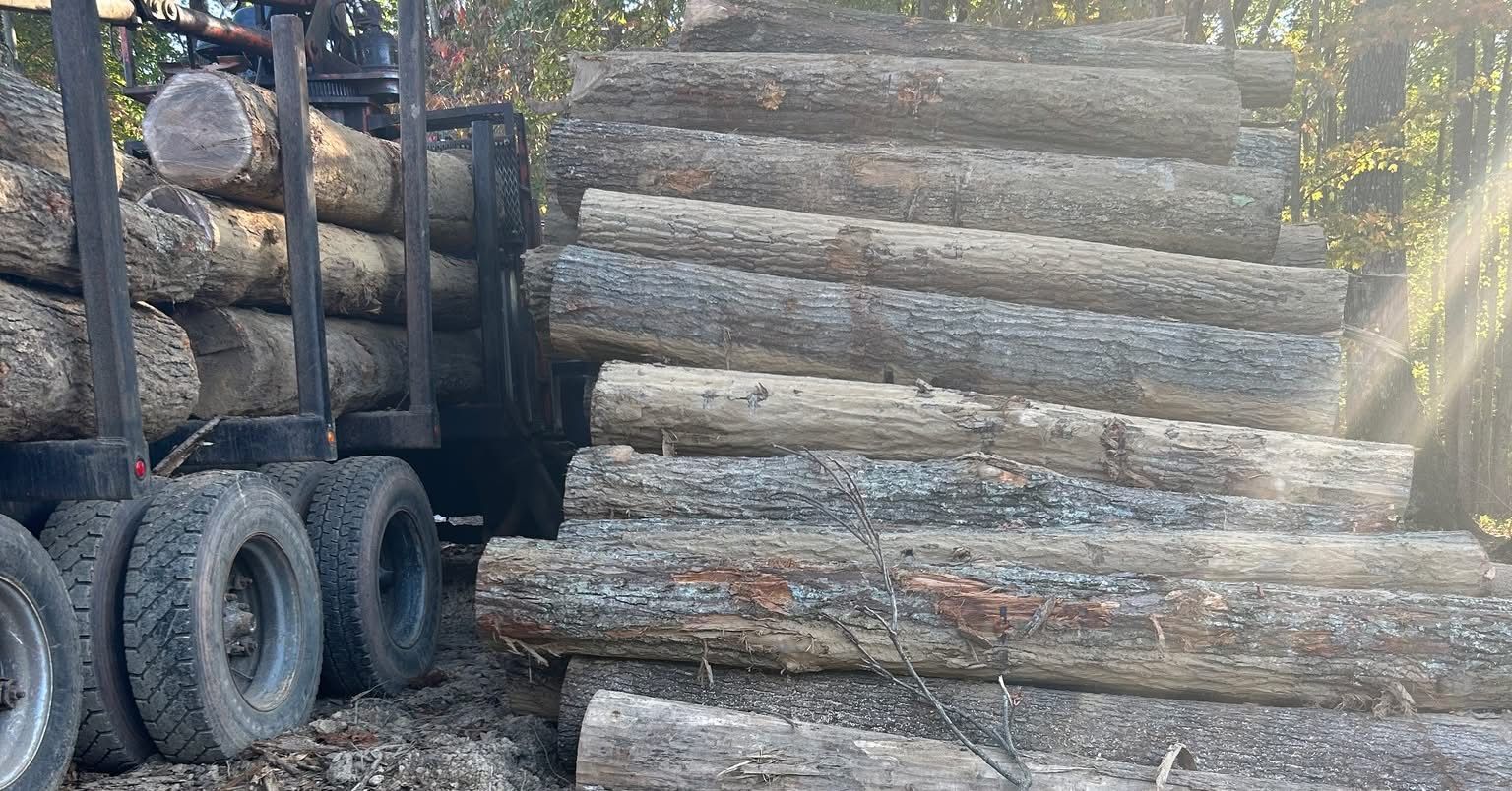 A truck loaded with a large pile of freshly cut logs in a wooded area.