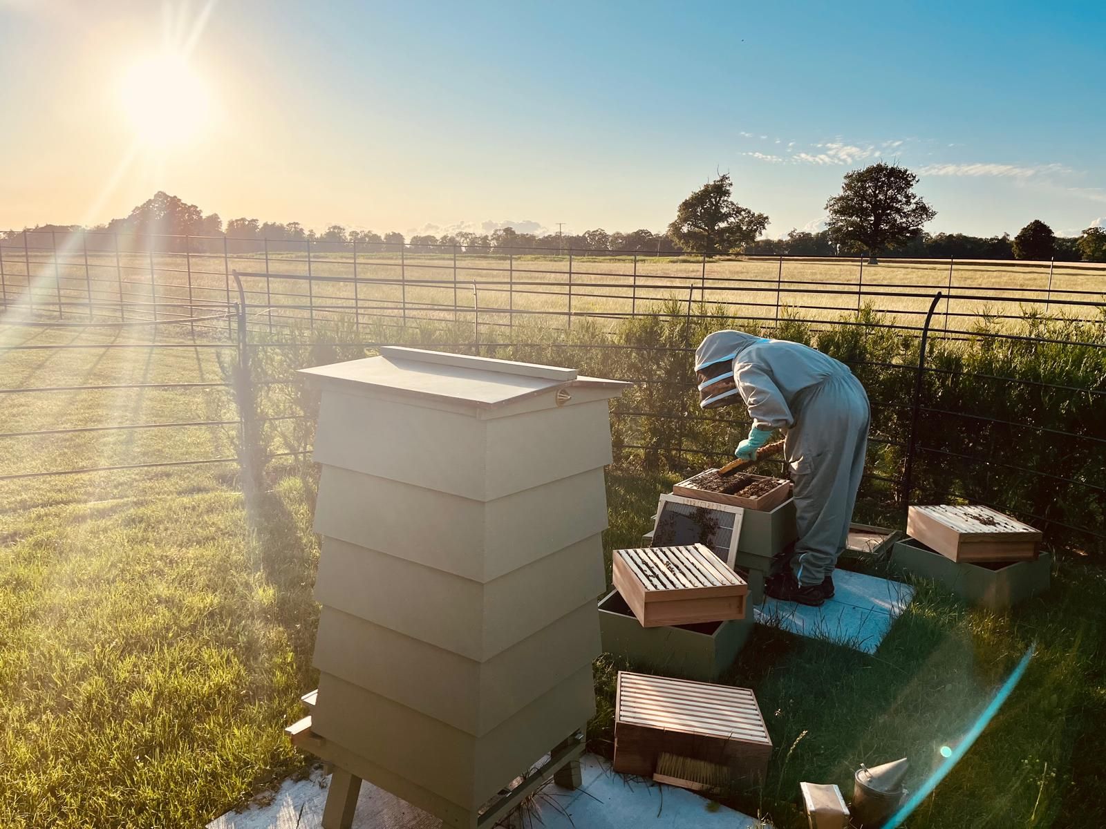 Adopt a Beehive for Businesses (12 months)
