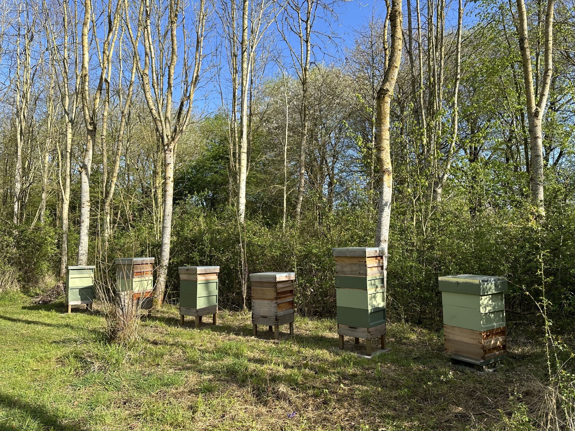 Adopt a Beehive for Schools (12months)