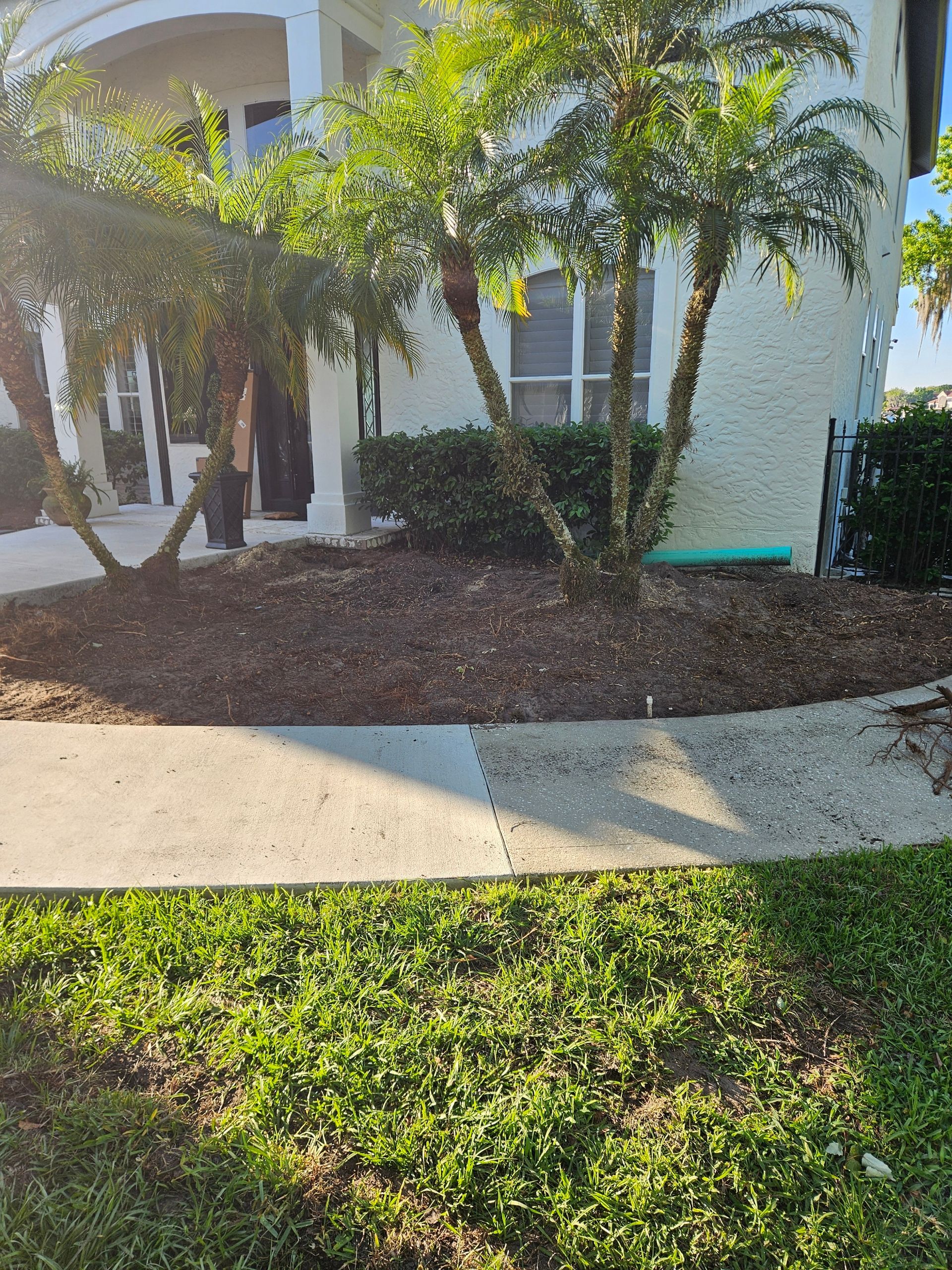 Palm trees in front of a stucco building, surrounded by mulch and a sidewalk with green grass.