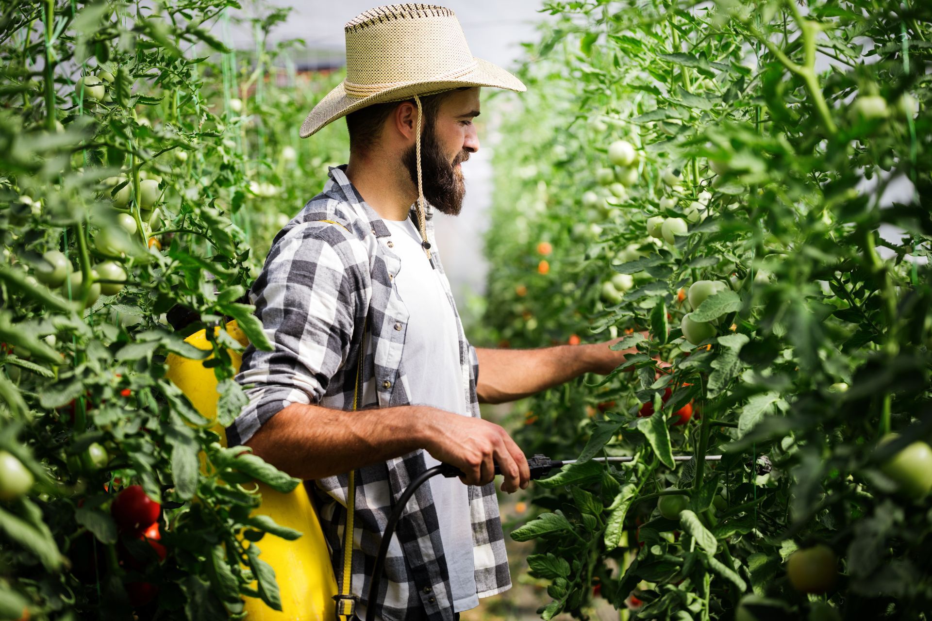 Man in straw hat sprays tomato plants in a greenhouse.