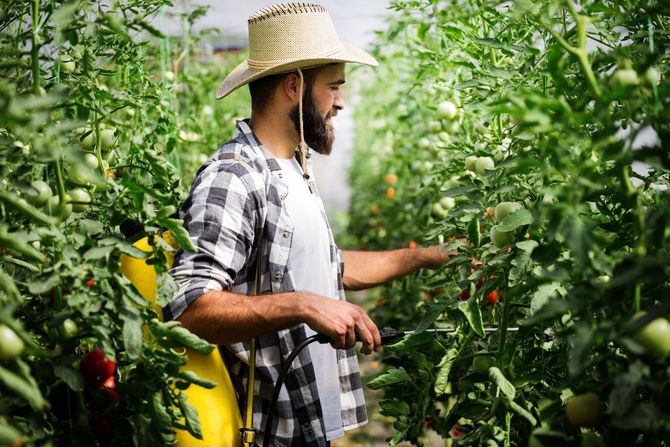 Man in straw hat sprays tomato plants in a greenhouse.
