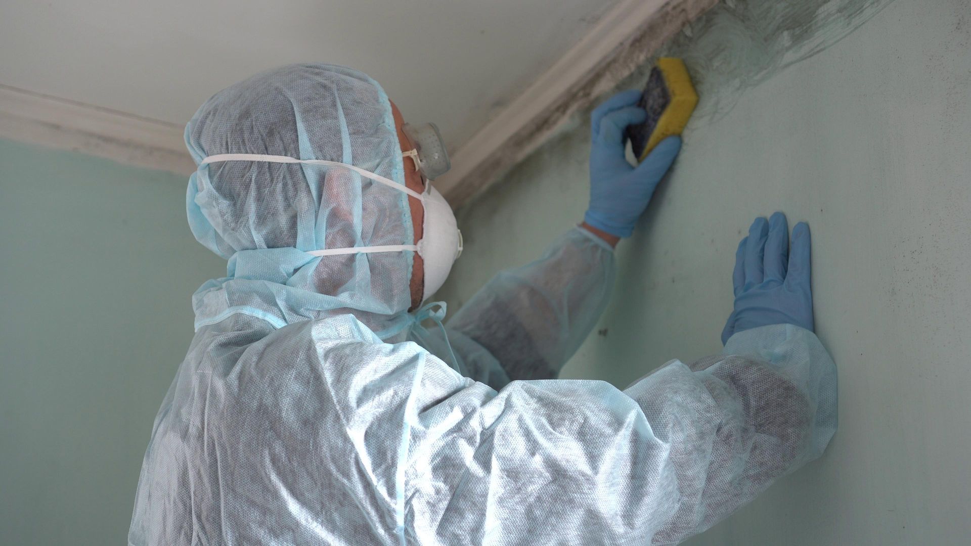 mold remediation services houston tx
