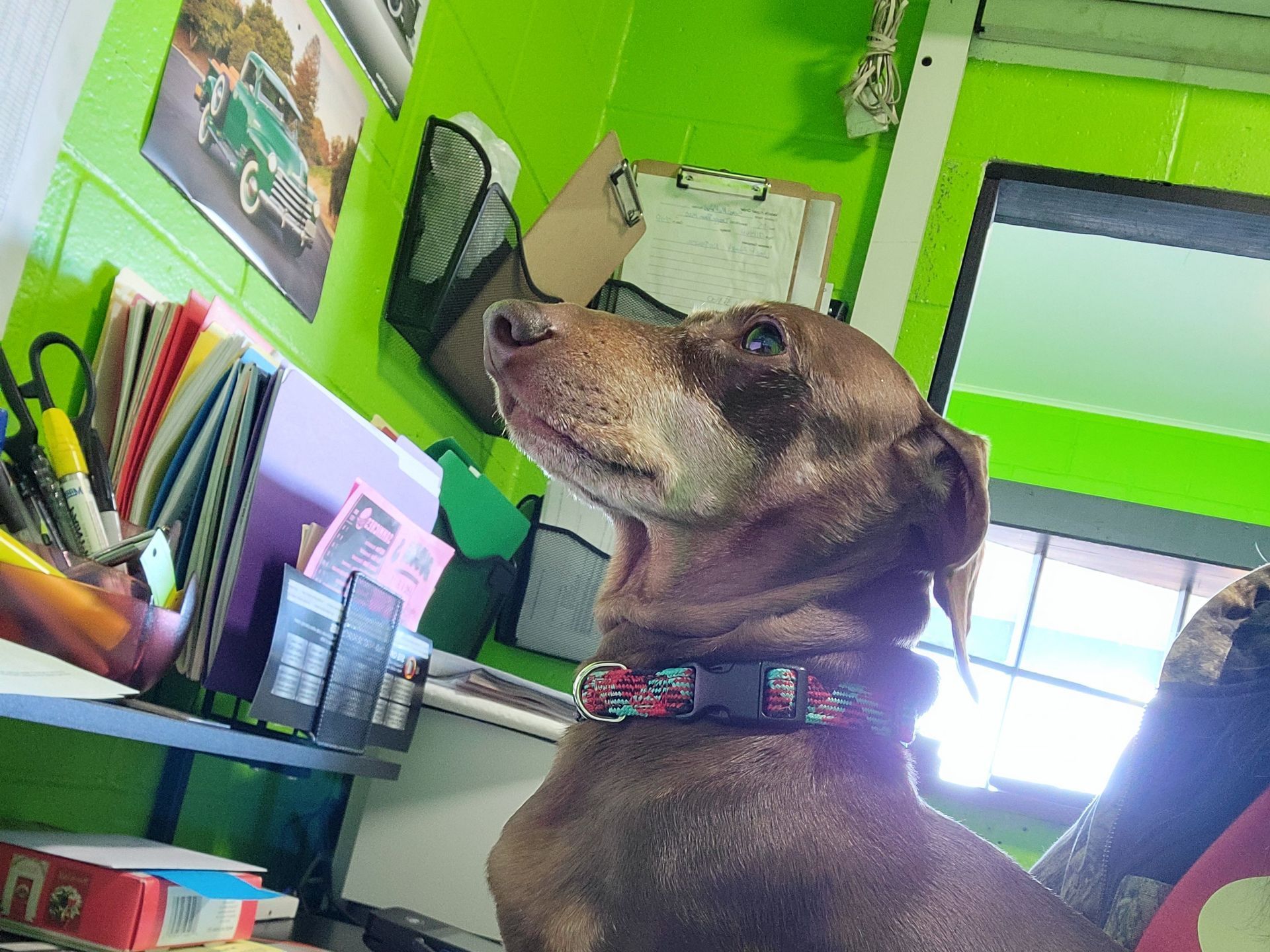 Brown dog with a colorful collar looking upwards | Crossroads South Automotive