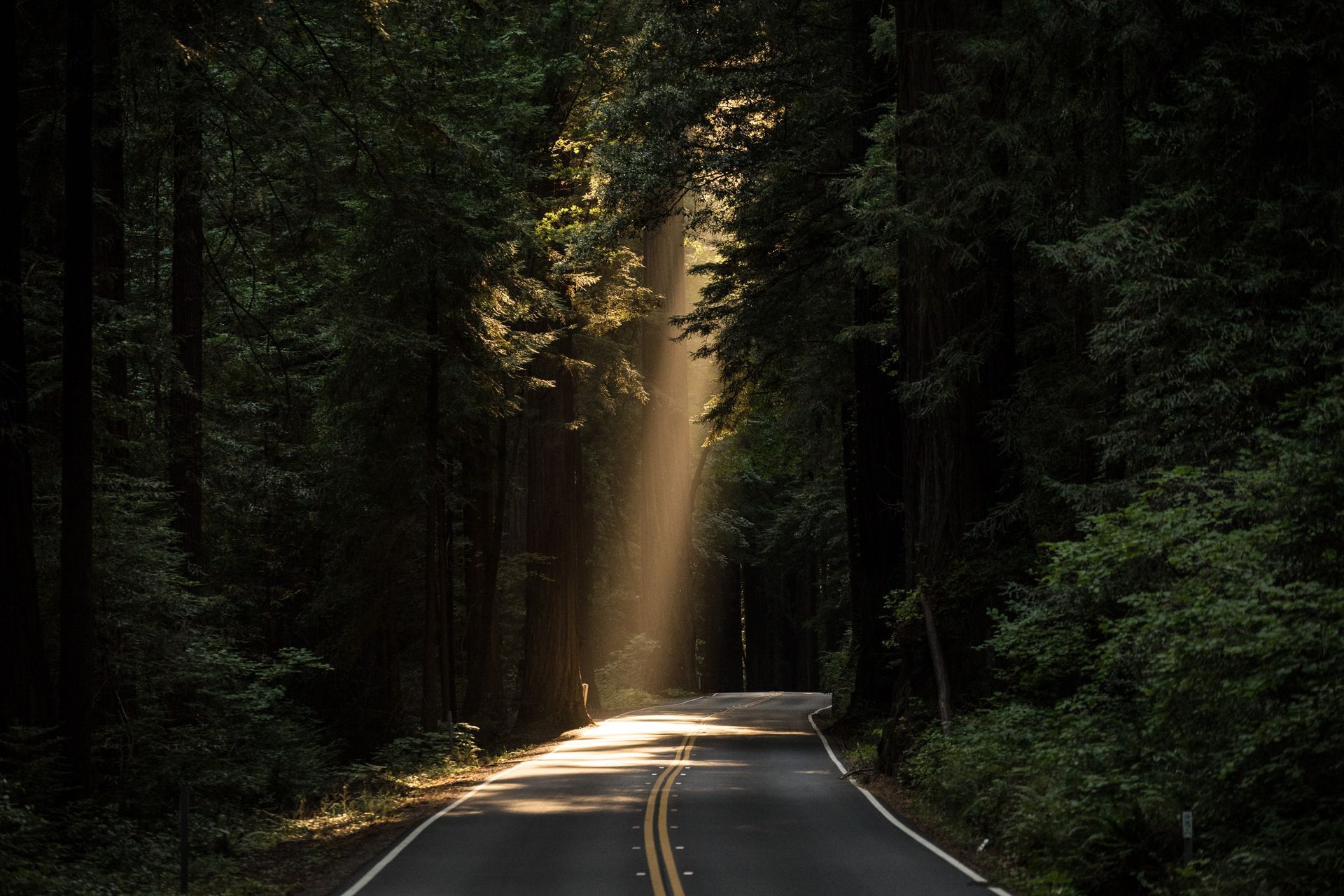 light shining through the trees onto a windy road