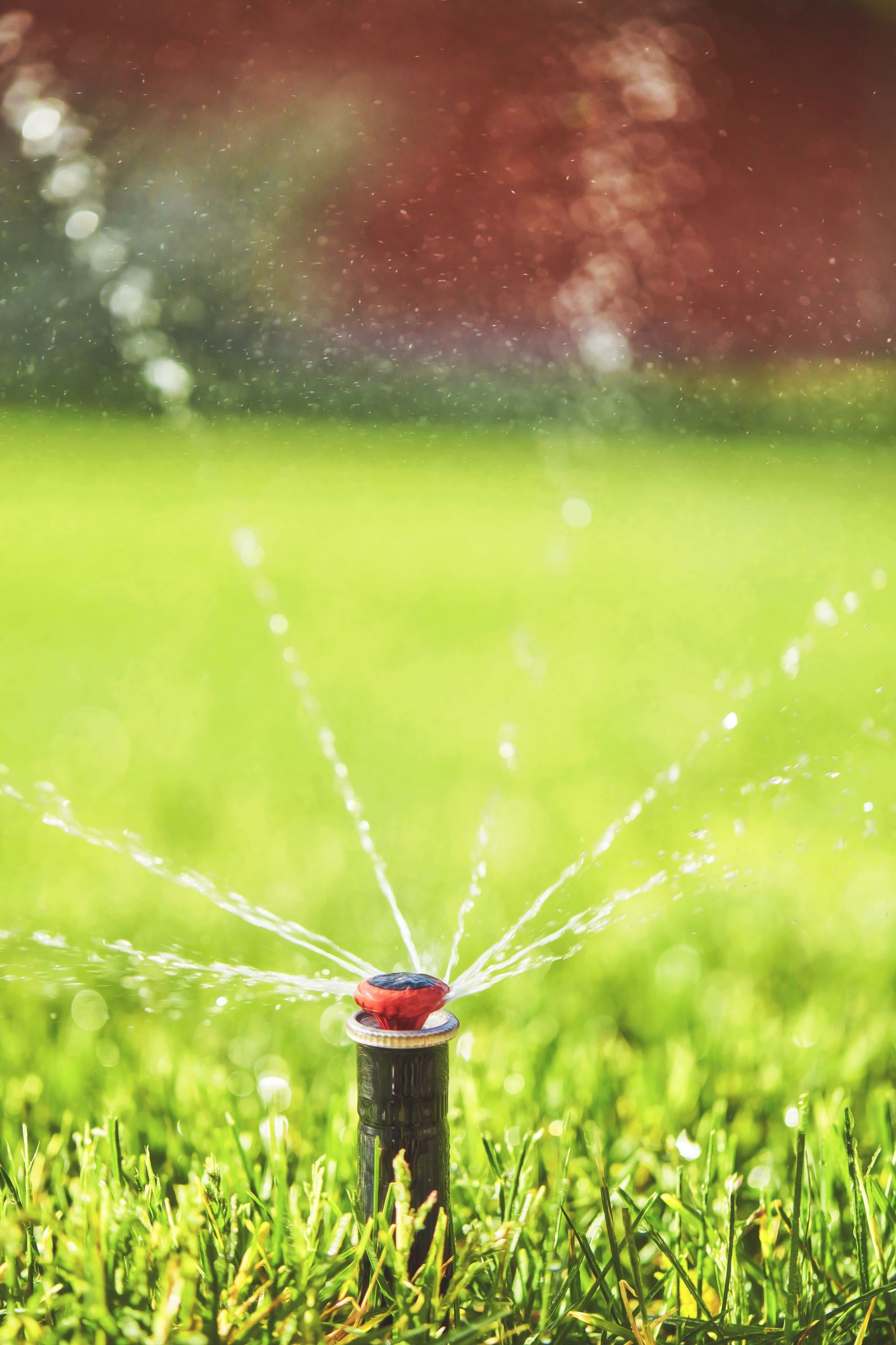 A close up of a sprinkler spraying water on a lush green lawn.