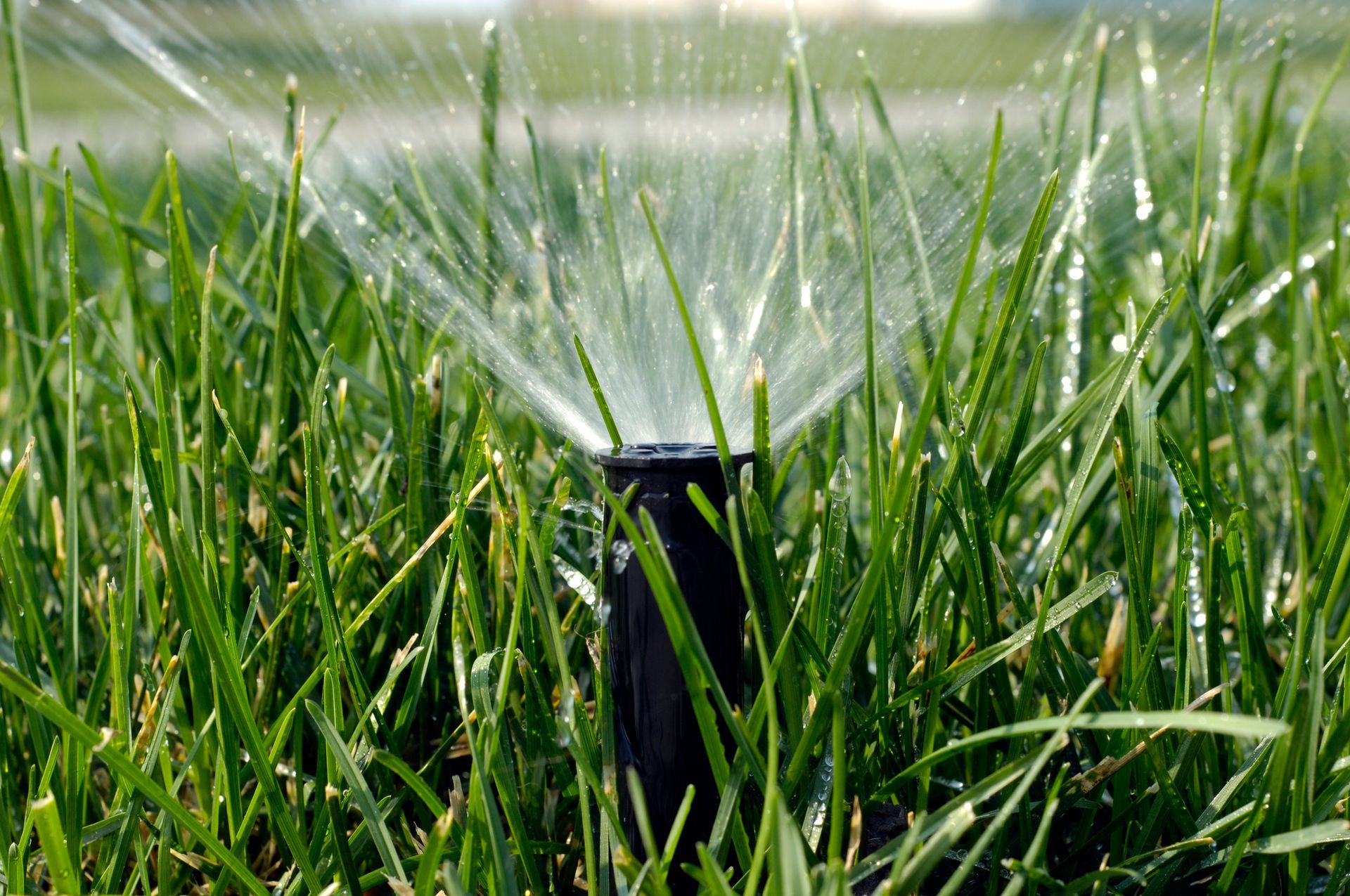 A sprinkler is spraying water on a lush green lawn.