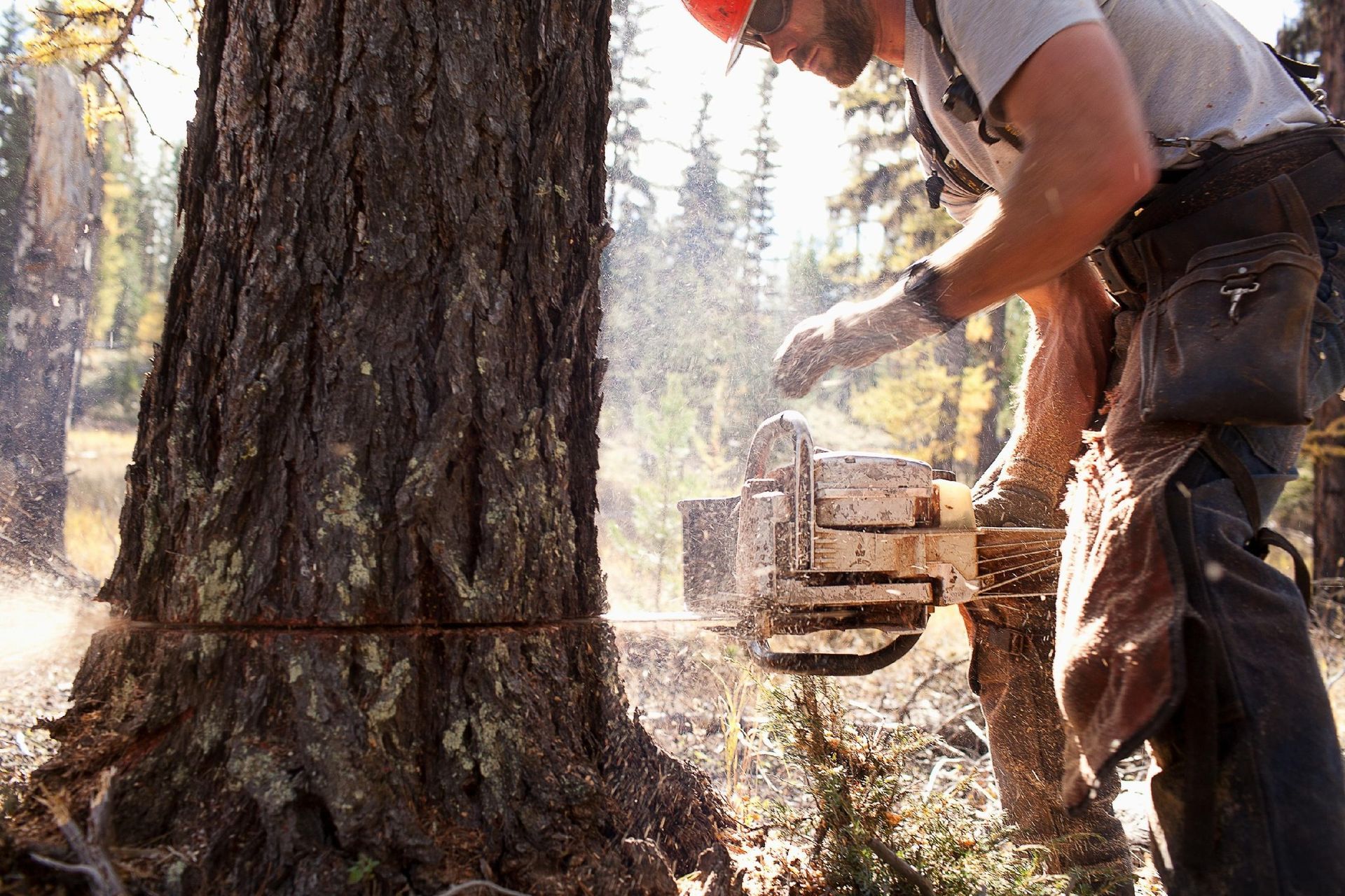 A man is cutting a tree with a chainsaw.
