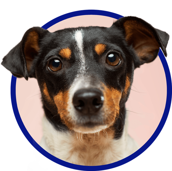 Vet Clinic in Fox Lake & McHenry, IL | Animal Clinic