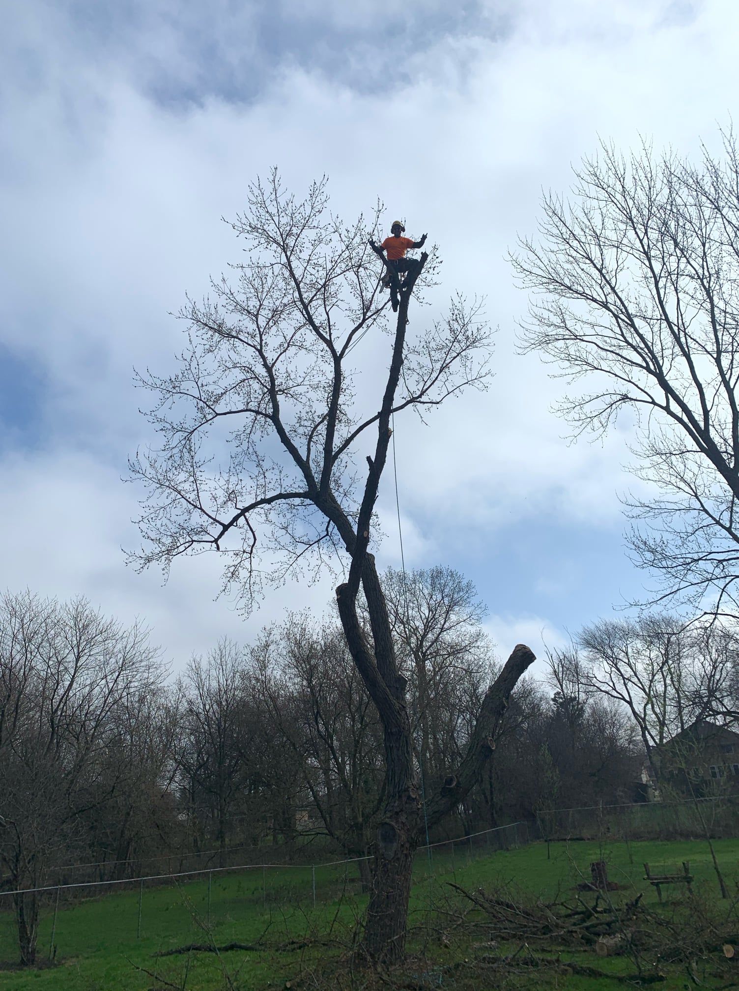 A man is sitting on top of a tree in a field.