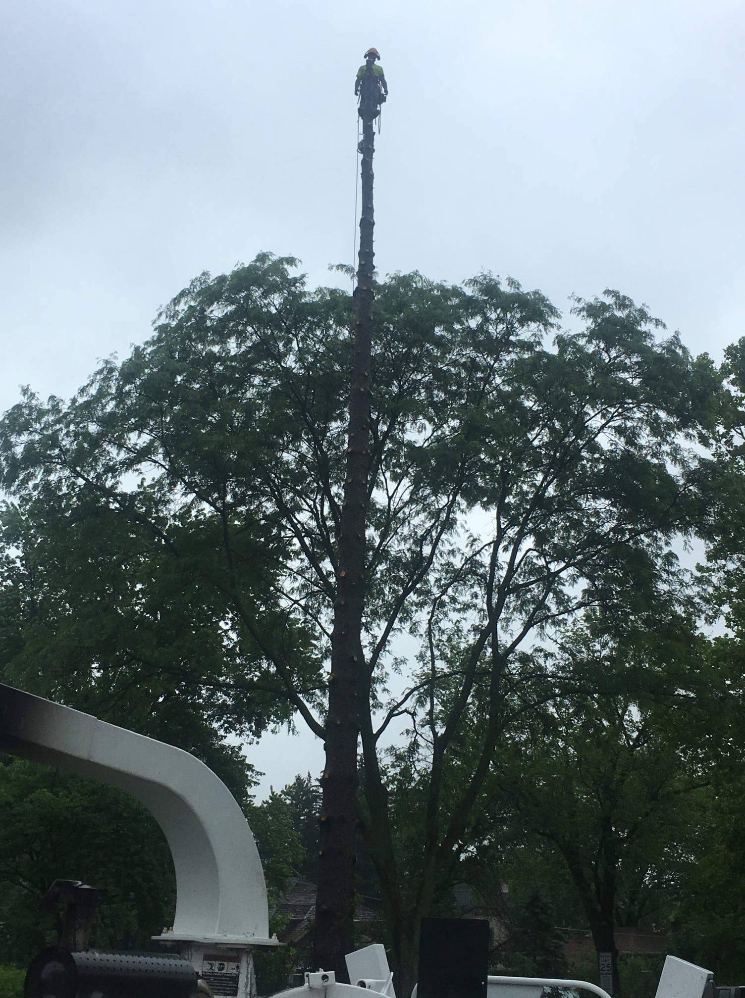 A man is climbing a tree with a chainsaw