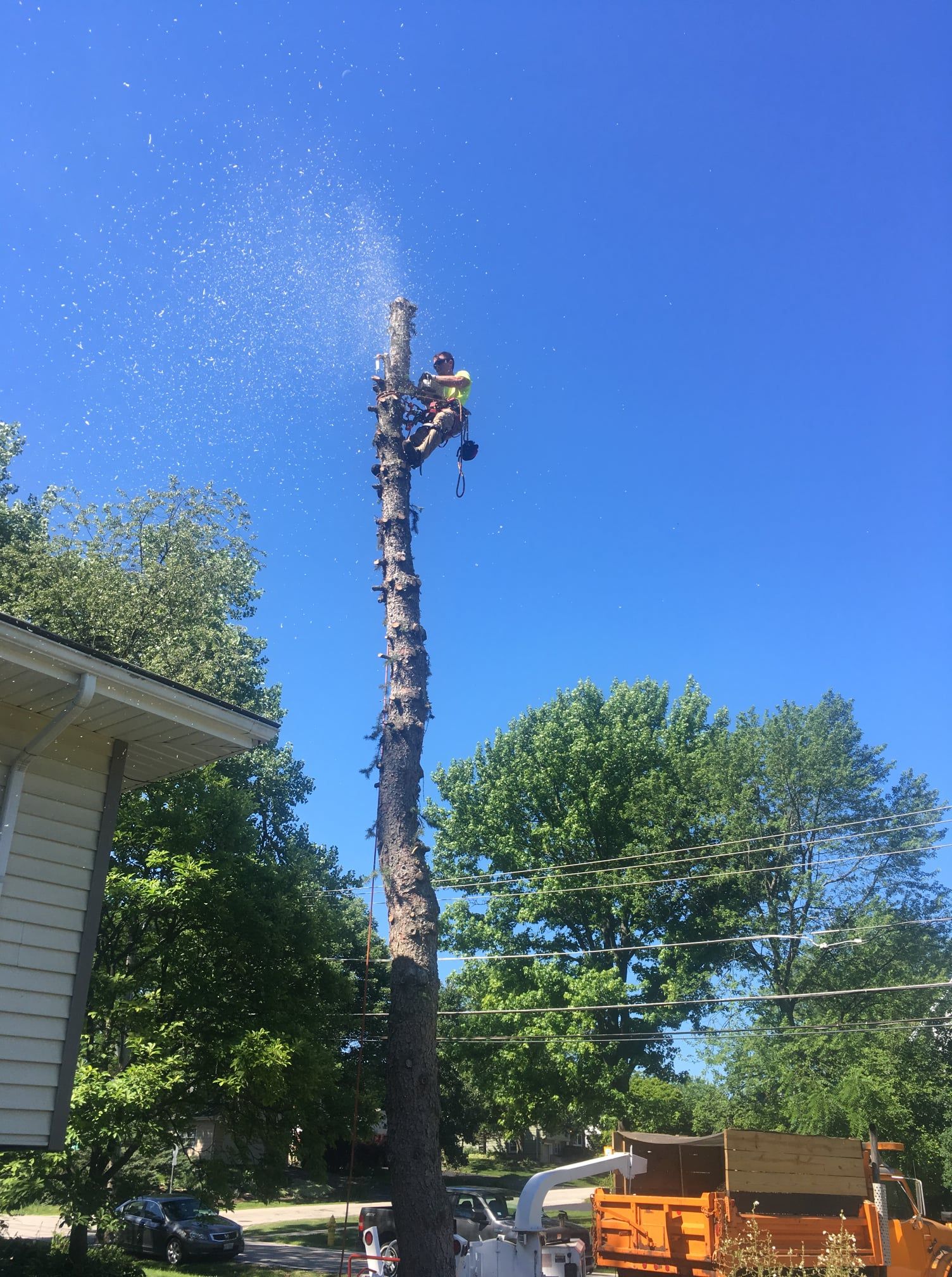 A man is cutting down a tree in front of a house.
