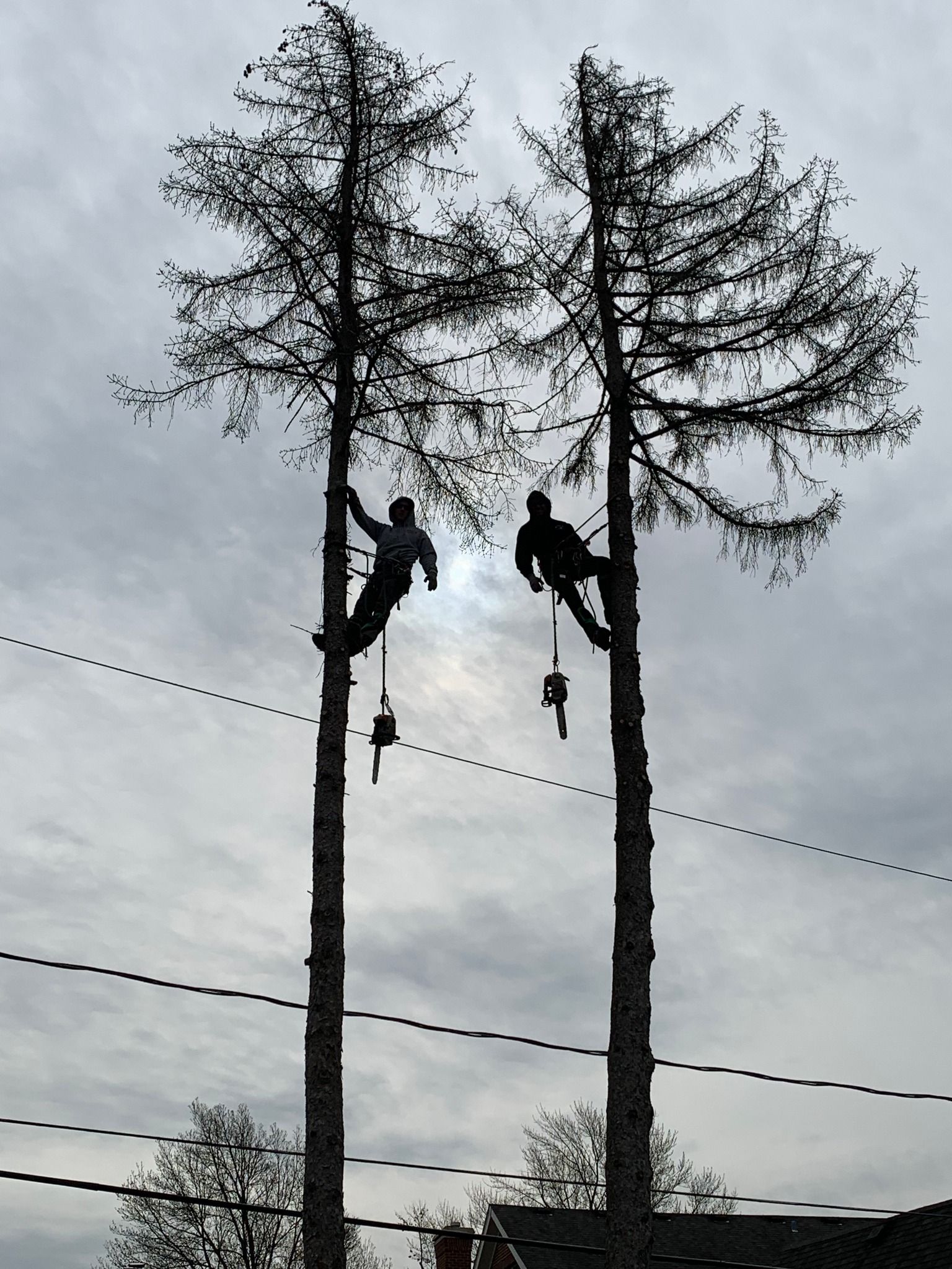 Two men are climbing trees in the sky.