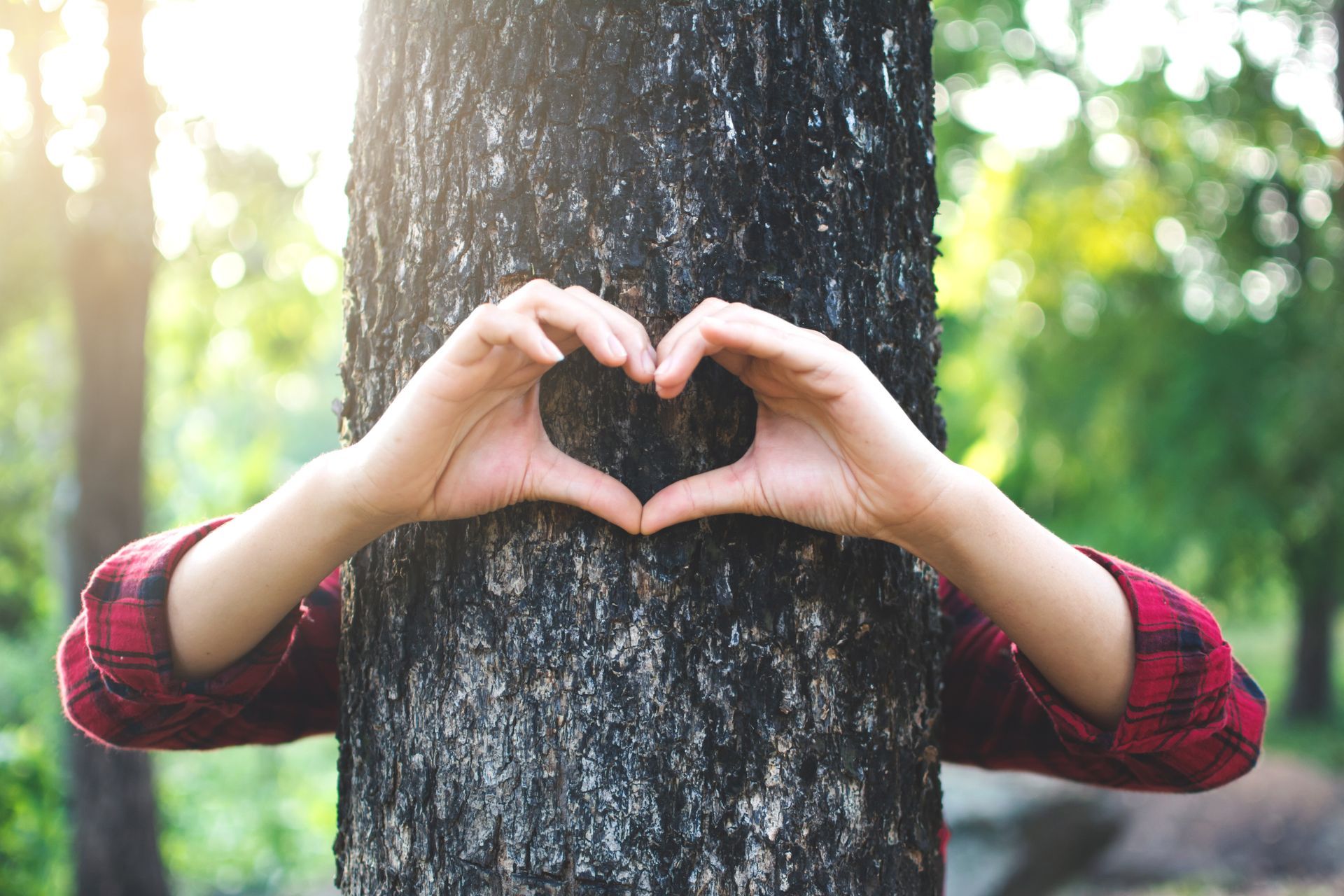 Hands forming a heart shape around a tree trunk in a sunlit forest.