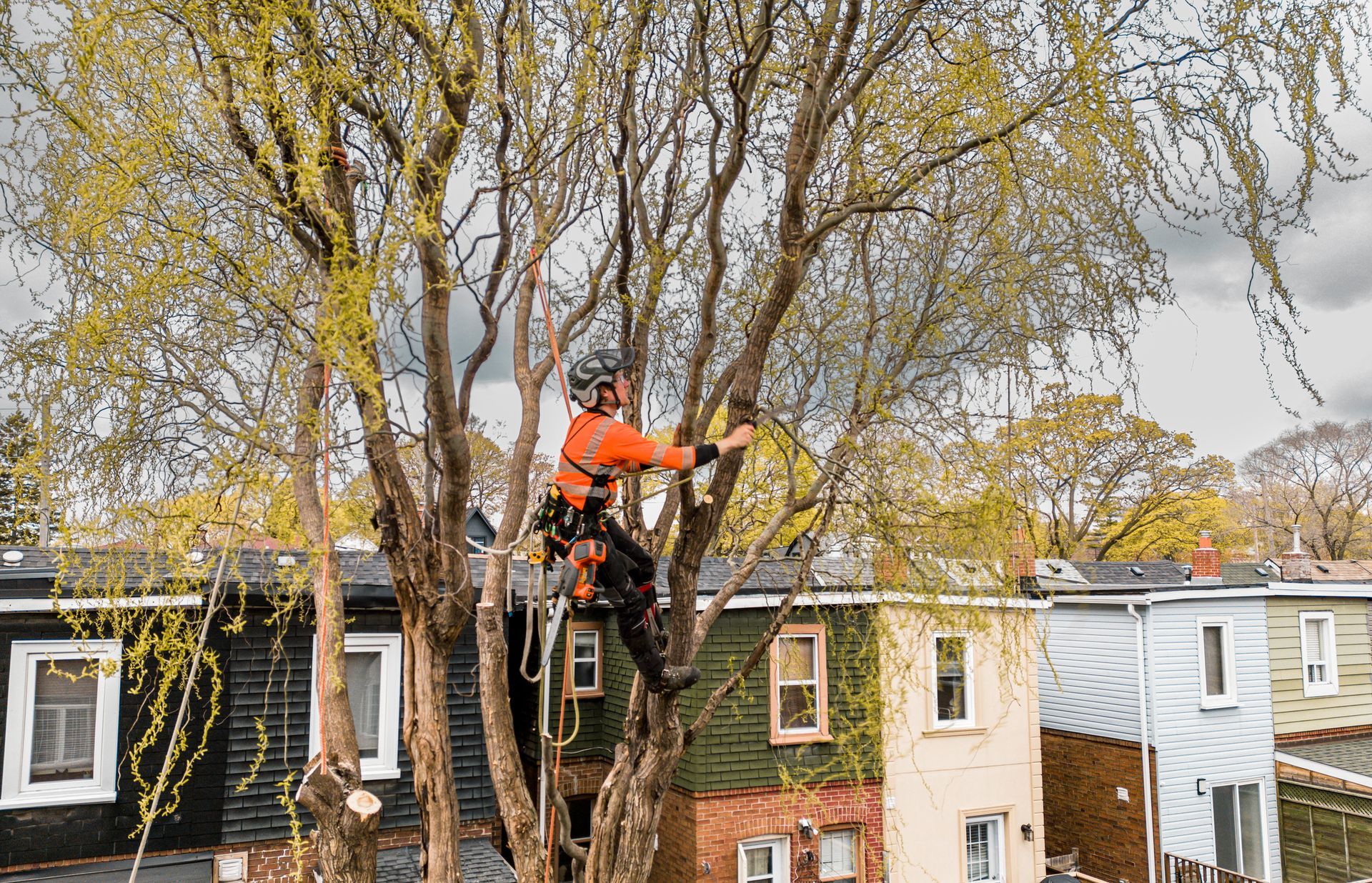 A man climbing and cutting a tree in an urban backyard.