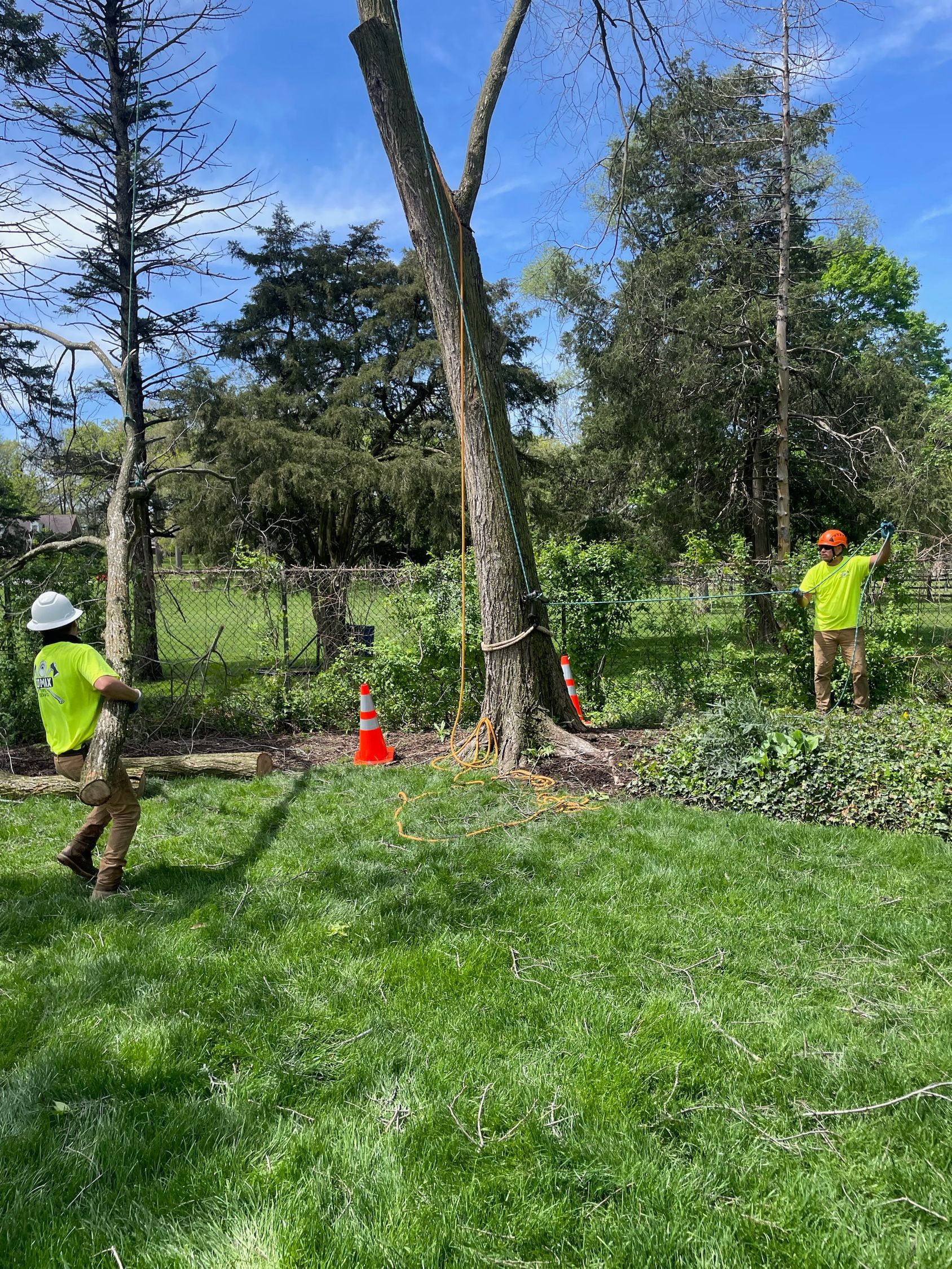 Two Men are Cutting down a Tree in a Yard | Westmont, IL | Tomax Tree