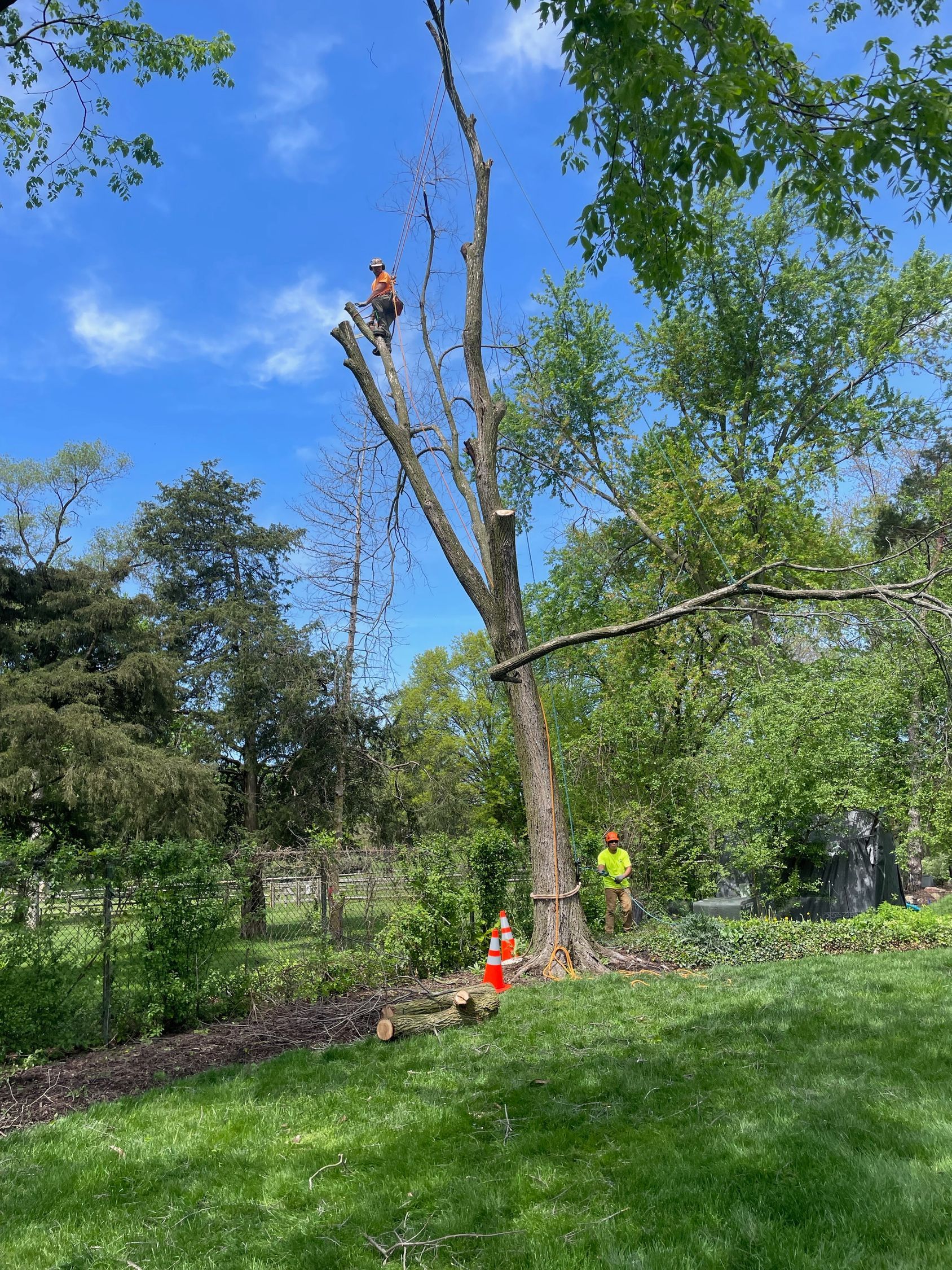 A Man is Climbing a Tree in a Park | Westmont, IL | Tomax Tree