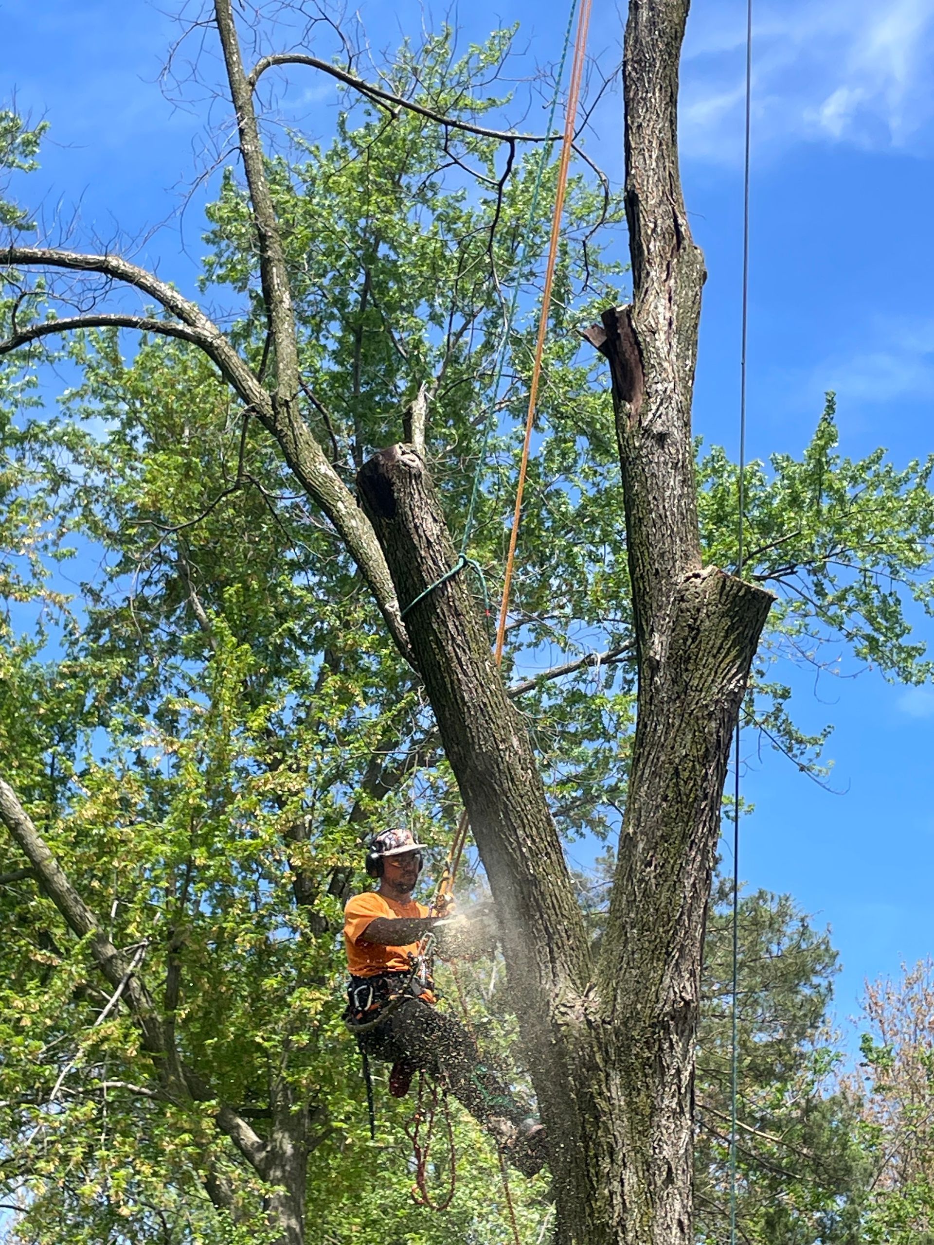 A Man is Cutting a Tree with a Chainsaw | Westmont, IL | Tomax Tree