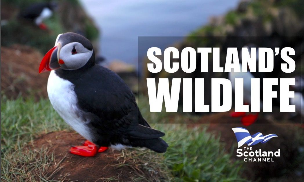 Scotland's Wildlife Join us as we discover that there's more to Scotland's wildlife than majestic stags and Golden Eagles. With stunning footage and outstanding landscapes, this is a film for all who love our natural world.