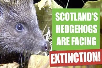 The Scotland Channel investigates the rapid decline of Scotland’s hedgehog population and what’s being done to save them as they head towards extinction. Narrated by Lewis McKinlay.